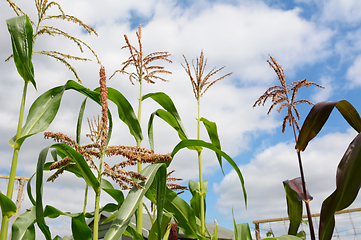 Image showing Pollen on a sweetcorn tassel with taller maize plants beyond