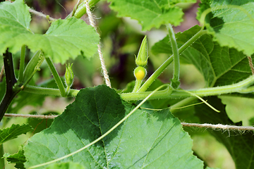 Image showing Small female flower of a multicoloured ornamental gourd