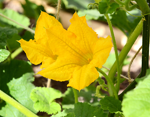 Image showing Bright yellow flowers of a cucurbit plant