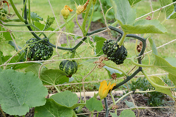 Image showing Warted dark green ornamental gourds growing on spiky vines