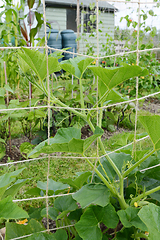 Image showing Jack-be-little pumpkin vine climbs trellis in allotment