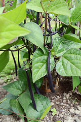 Image showing Dark purple French beans growing on dwarf plants