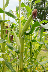 Image showing Fat sweetcorn cobs with dark pollinated silks