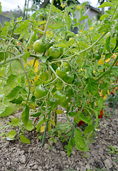 Image showing Red alert tomatoes growing on a tomato plant