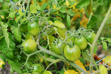 Image showing Green tomatoes - Red Alert variety - form on the vine