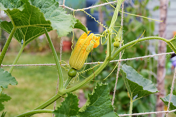 Image showing Female ornamental gourd flowers grow on a climbing vine