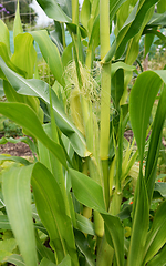 Image showing Two corn cobs growing on a Fiesta sweetcorn plant 