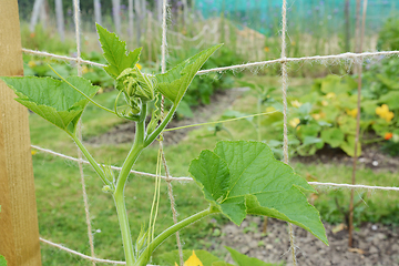 Image showing Cucurbit vine climbs a netting trellis in an allotment