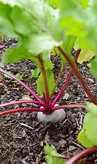 Image showing Red beetroot growing in a vegetable garden