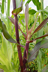 Image showing Corn cob with a silk grows on a deep red Fiesta sweetcorn plant