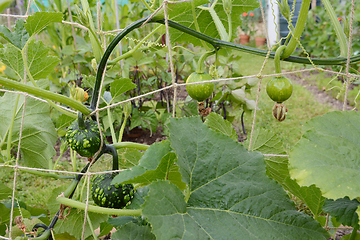 Image showing Warted and smooth ornamental gourds on long vines