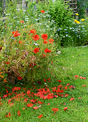 Image showing Pretty red poppies in a rural flower garden