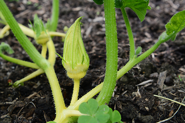 Image showing Young Turks Turban gourd female flower