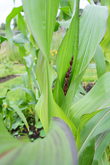 Image showing Dark tassel of Fiesta sweetcorn