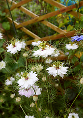 Image showing White love in a mist - nigella - flowers 