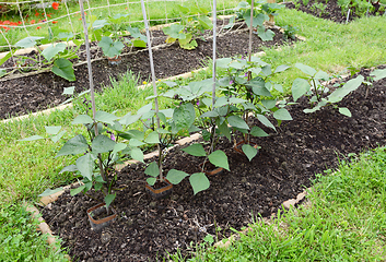 Image showing Row of dwarf French bean plants 