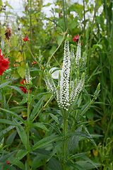 Image showing Veronica longifolia - speedwell - flower spike with white flower