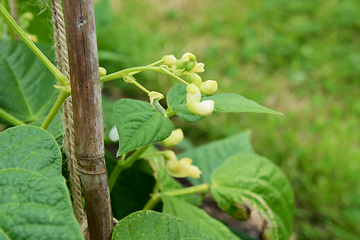 Image showing Pod and white flowers on a yin yang bean plant 