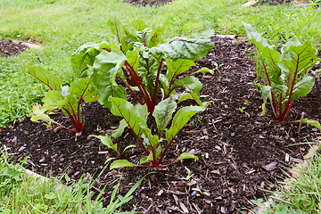 Image showing Vegetable bed full of beetroot plants