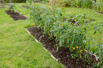 Image showing Row of cherry tomato plants growing in an allotment