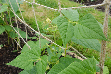 Image showing Small yin yang bean pods growing on lush plants