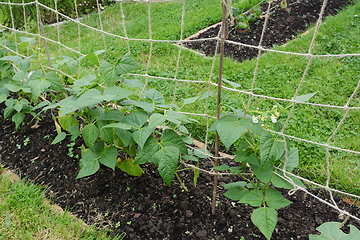 Image showing Young calypso bean plants