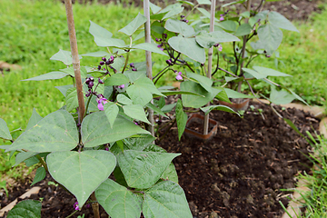 Image showing Dwarf French bean plants supported by bamboo canes