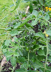 Image showing Dark green tomatoes growing on a cherry tomato plant