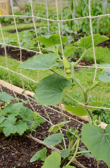 Image showing Climbing gourd plant supported on twine netting