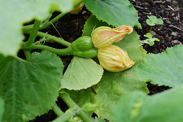 Image showing Unusual Siamese ornamental warted gourd 