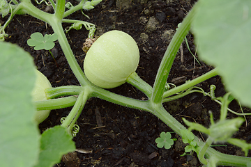 Image showing Smooth-skinned, pale green gourd growing on a prickly vine