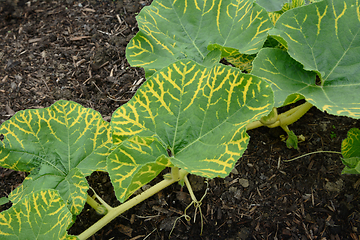 Image showing Large green leaves on gourd vine with yellow vein markings