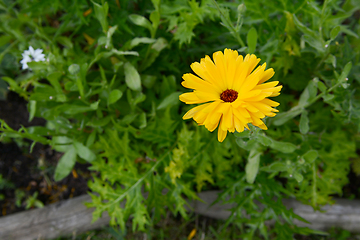 Image showing Bright yellow calendula flower