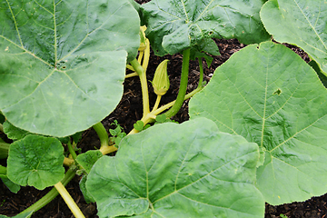 Image showing Turks Turban gourd female flower with fruit ready to form