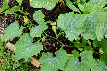 Image showing Long cucurbit vine with multiple warted gourds growing