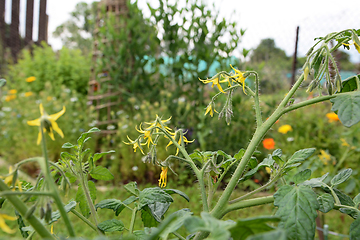 Image showing Yellow tomato flowers on a cherry tomato plant