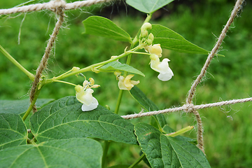 Image showing White flowers of a calypso bean plant 