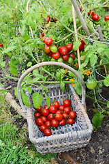 Image showing Basket half-filled with cherry tomatoes below a tomato plant