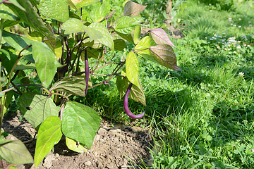 Image showing Purple bean hangs from dwarf French bean plant 