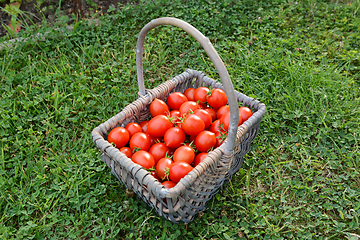 Image showing Freshly harvested Red Alert cherry tomatoes in a woven basket