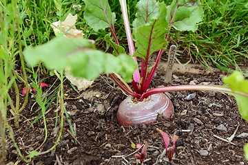 Image showing Large beetroot growing in a vegetable bed 