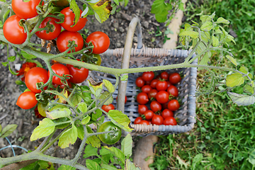 Image showing Red and green tomatoes on vine above a basket 