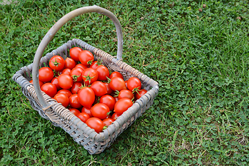 Image showing Basket full of cherry tomatoes in a vegetable garden 