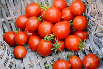 Image showing Freshly picked ripe tomatoes in the corner of a basket