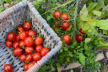 Image showing Picking ripe tomatoes from the vine into a basket 