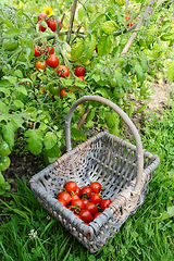 Image showing Red cherry tomatoes picked from vines, gathered in a basket