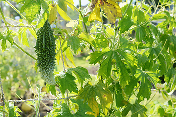 Image showing Unusual bitter melon fruit on a leafy vine 