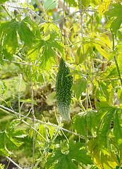 Image showing Bitter gourd hangs from long stem on a leafy vine