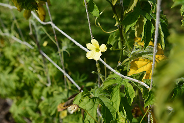 Image showing Female flower on a bitter gourd plant 