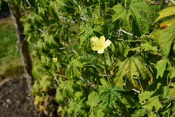 Image showing Single male flower on a bitter melon vine